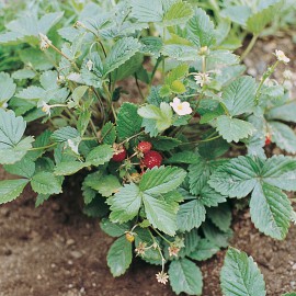 بذر توت فرنگی الکساندریا