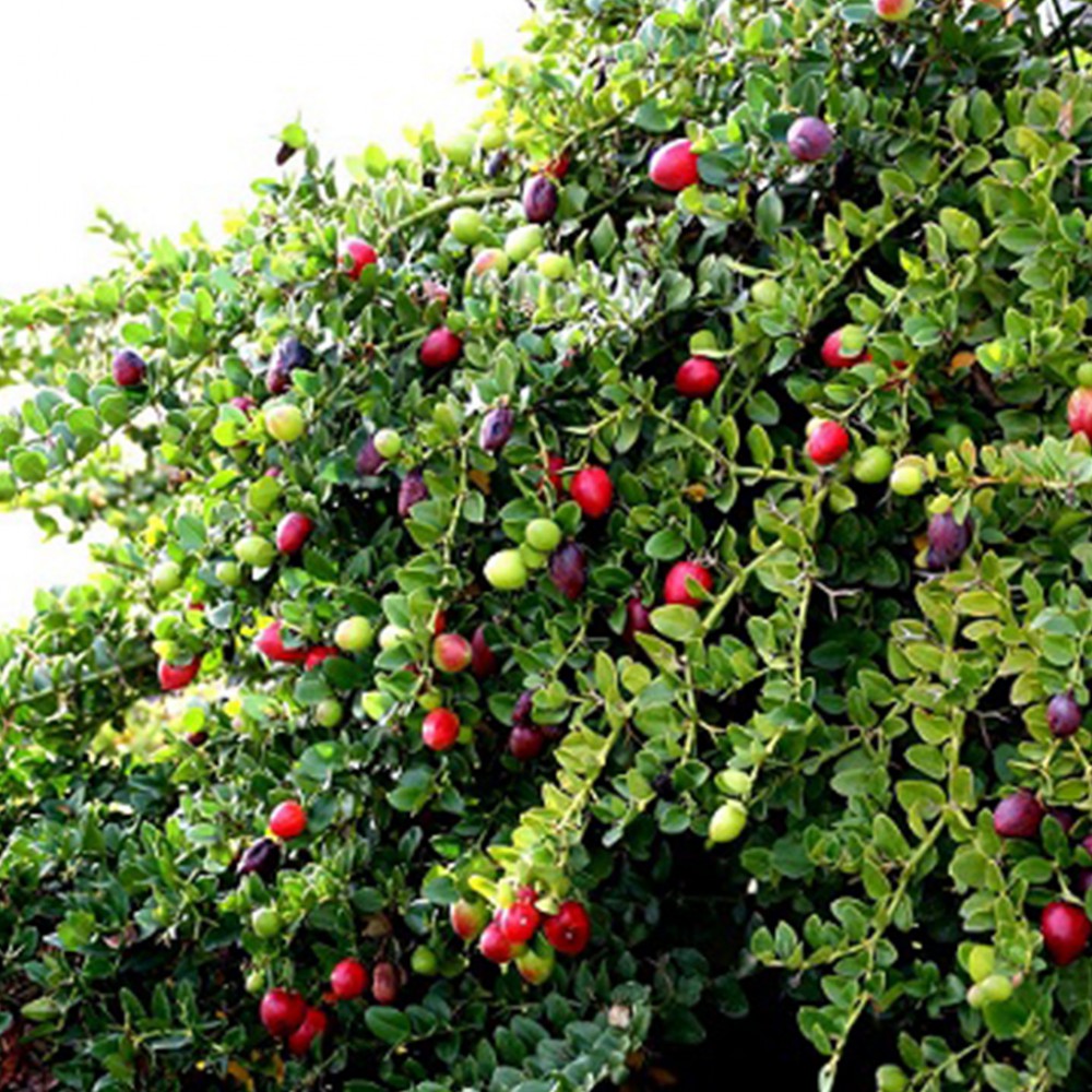 بذر آلو درختی ناتال بذر آلو درختی ناتال