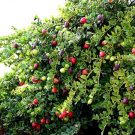 بذر آلو درختی ناتال