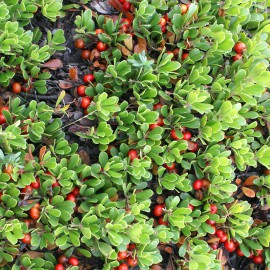 بذر انگور خرس