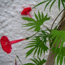 بذر گل کاردینال رونده