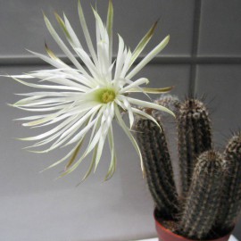 بذر کاکتوس setiechinopsis mirabilis