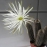 بذر کاکتوس setiechinopsis mirabilis