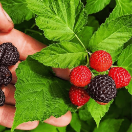 بذر میوه رازبری سیاه