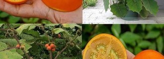 بذر میوه نارنجیلا