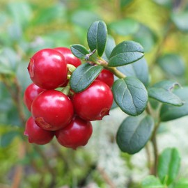 بذر کرنبری