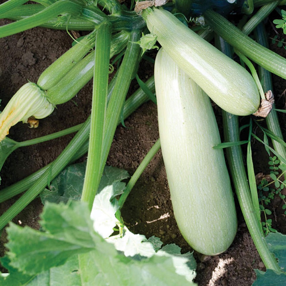 بذر کدو سبز ES 613 F1 بذر کدو سبز ES 613 F1