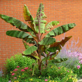 بذر موز خون یا موز زبرینا بذر موز خون یا موز زبرینا