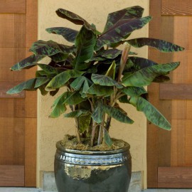 بذر موز خون یا موز زبرینا بذر موز خون یا موز زبرینا