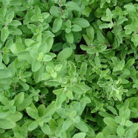 بذر مرزنجوش بستانی
