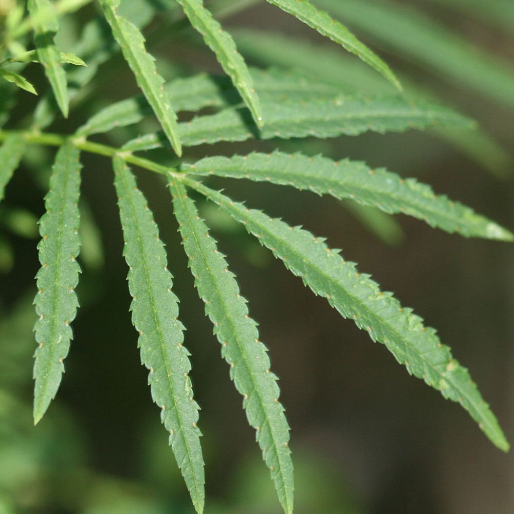 بذر گیاه چینچیلا