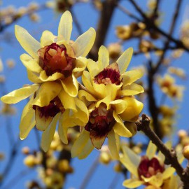 بذر گل یخ بذر گل یخ