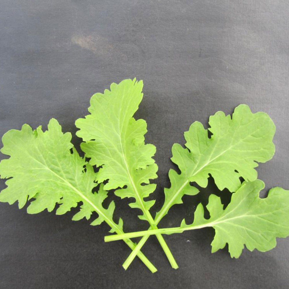 بذر خردل پیزو