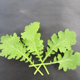 بذر خردل پیزو