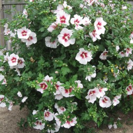 بذر درختچه ختمی
