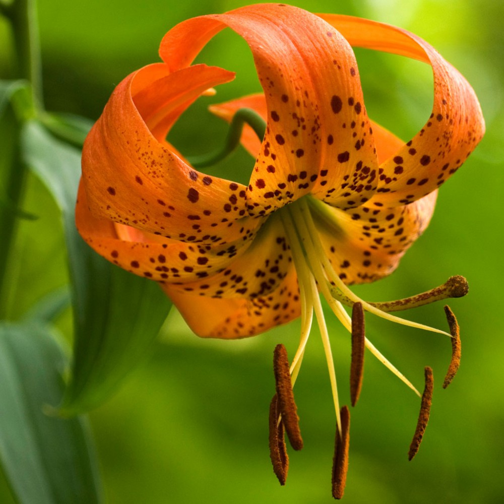 بذر لیلیوم سوپربوم