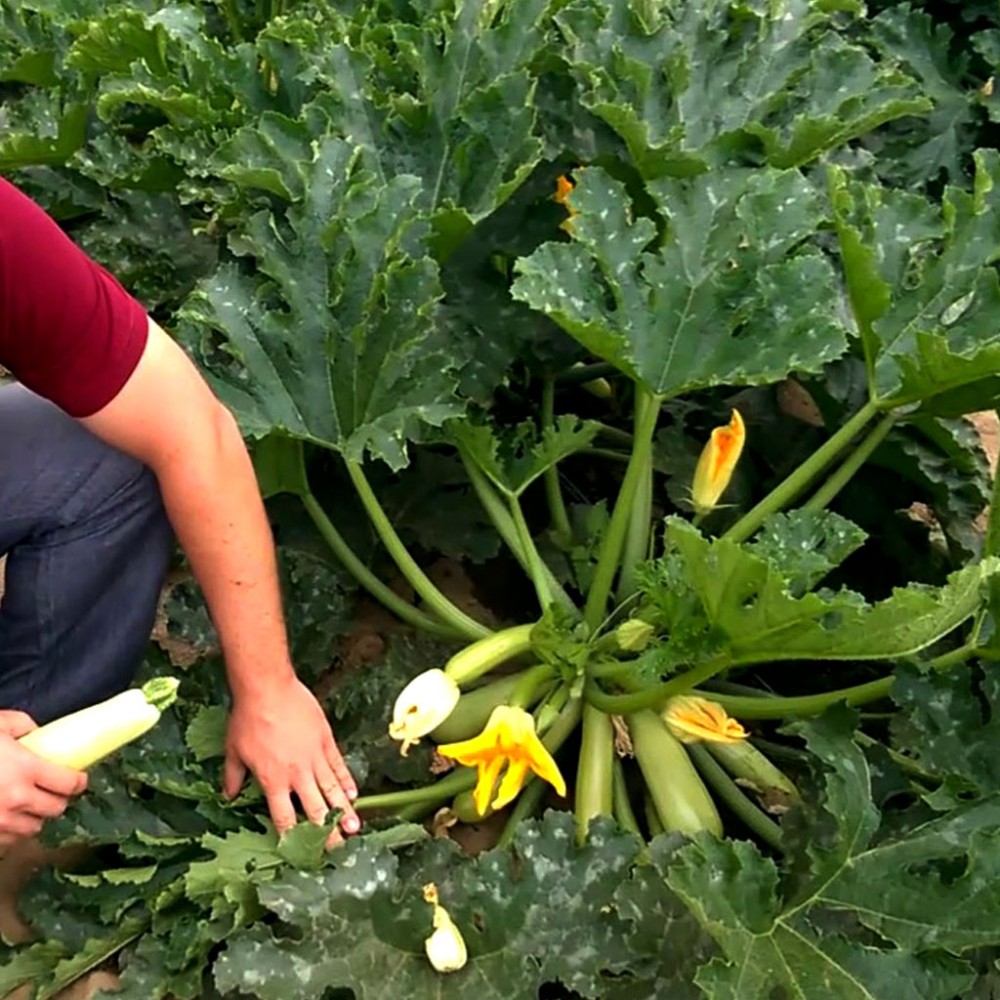 بذر کدو سبز Ardendo 174 F1 بذر کدو سبز Ardendo 174 F1