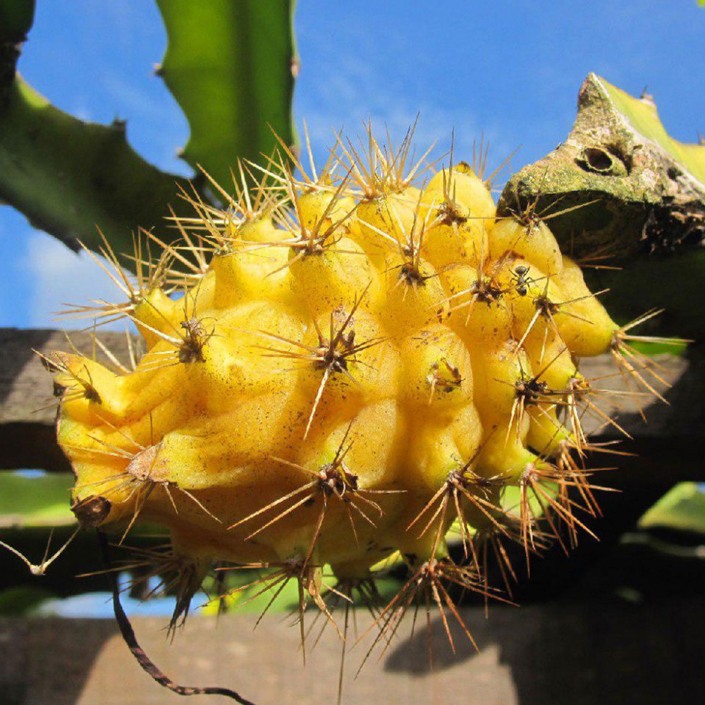 بذر میوه اژدها زرد خاردار بذر میوه اژدها زرد خاردار