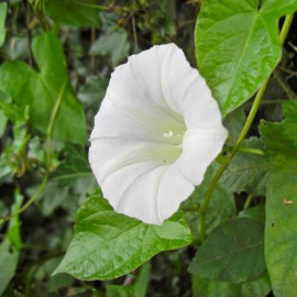 بذر پیچک جنگلی پرچینی