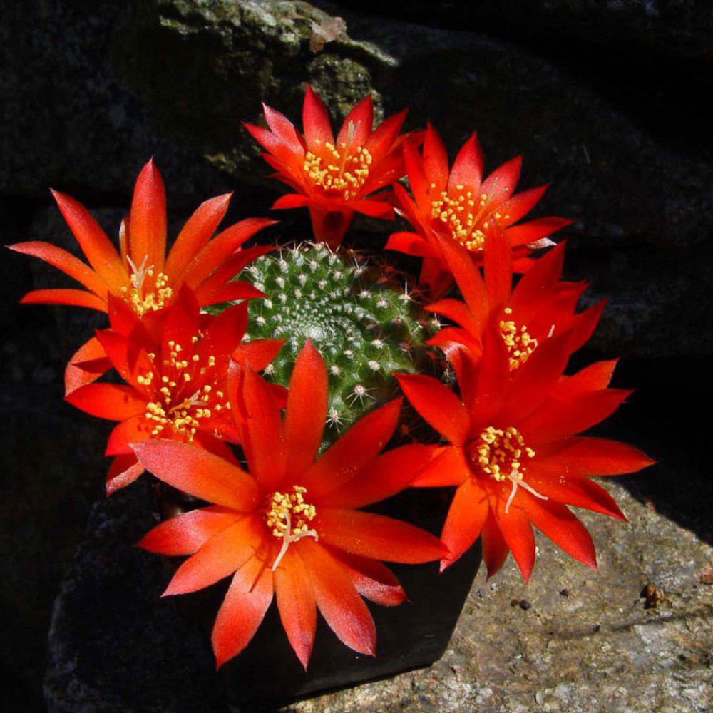 بذر ربوتیا مینوسکولا بذر ربوتیا مینوسکولا