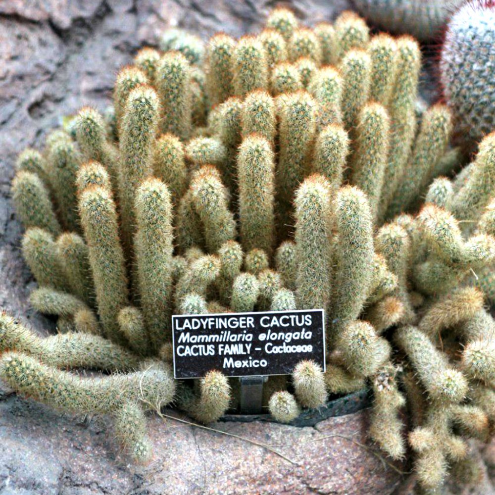 بذر مامیلاریا الانگاتا بذر مامیلاریا الانگاتا