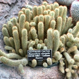 بذر مامیلاریا الانگاتا