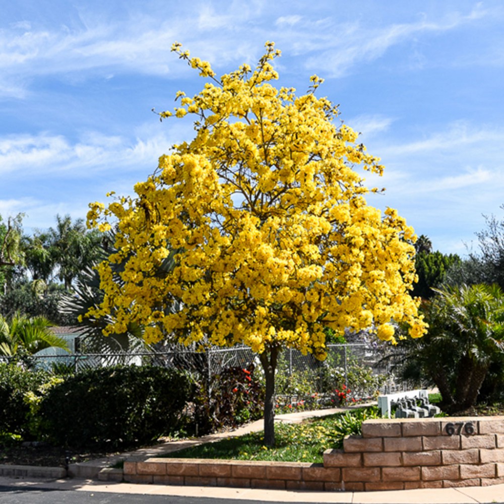 بذر درخت شیپوری طلایی بذر درخت شیپوری طلایی