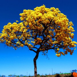 بذر درخت شیپور کارائیب بذر درخت شیپور کارائیب