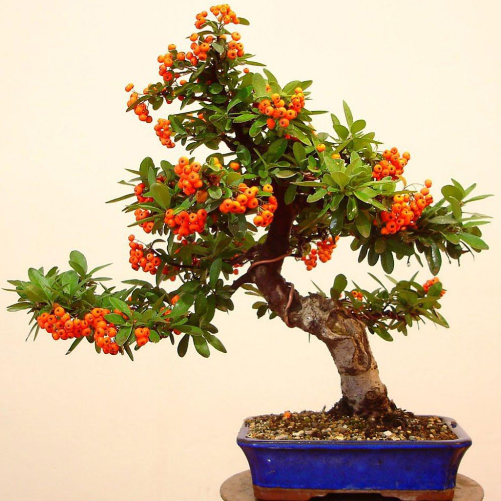 بذر پیراکانتا کوکسینیا بذر پیراکانتا کوکسینیا