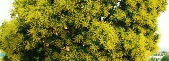 بذر درختچه باران طلایی