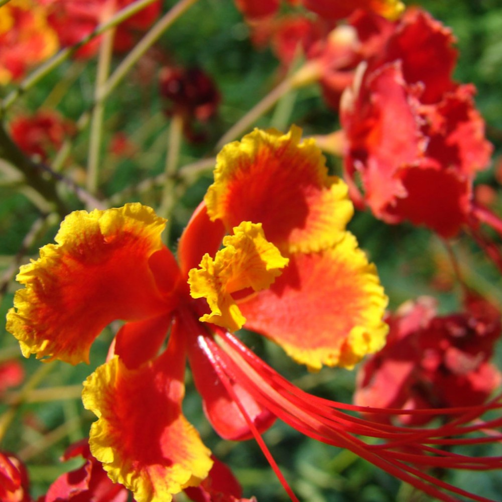 بذر درختچه گل ابریشم مصری قرمز بذر درختچه گل ابریشم مصری قرمز