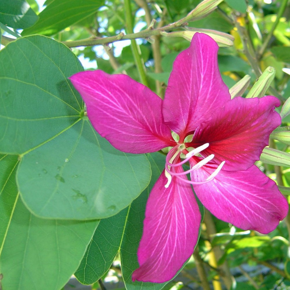 بذر ارکیده درختی بائوهینیا بذر ارکیده درختی بائوهینیا