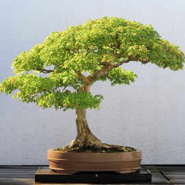 بذر افرا برگ سه کنگره ای