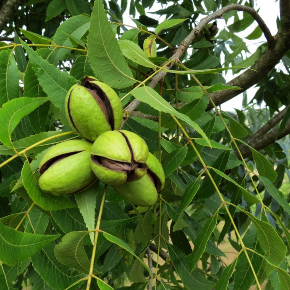بذر گردو پر محصول دیرگل بذر گردو پر محصول دیرگل