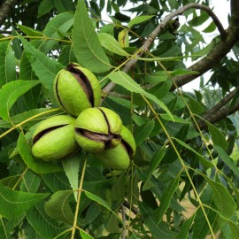 بذر گردو پر محصول دیرگل بذر گردو پر محصول دیرگل