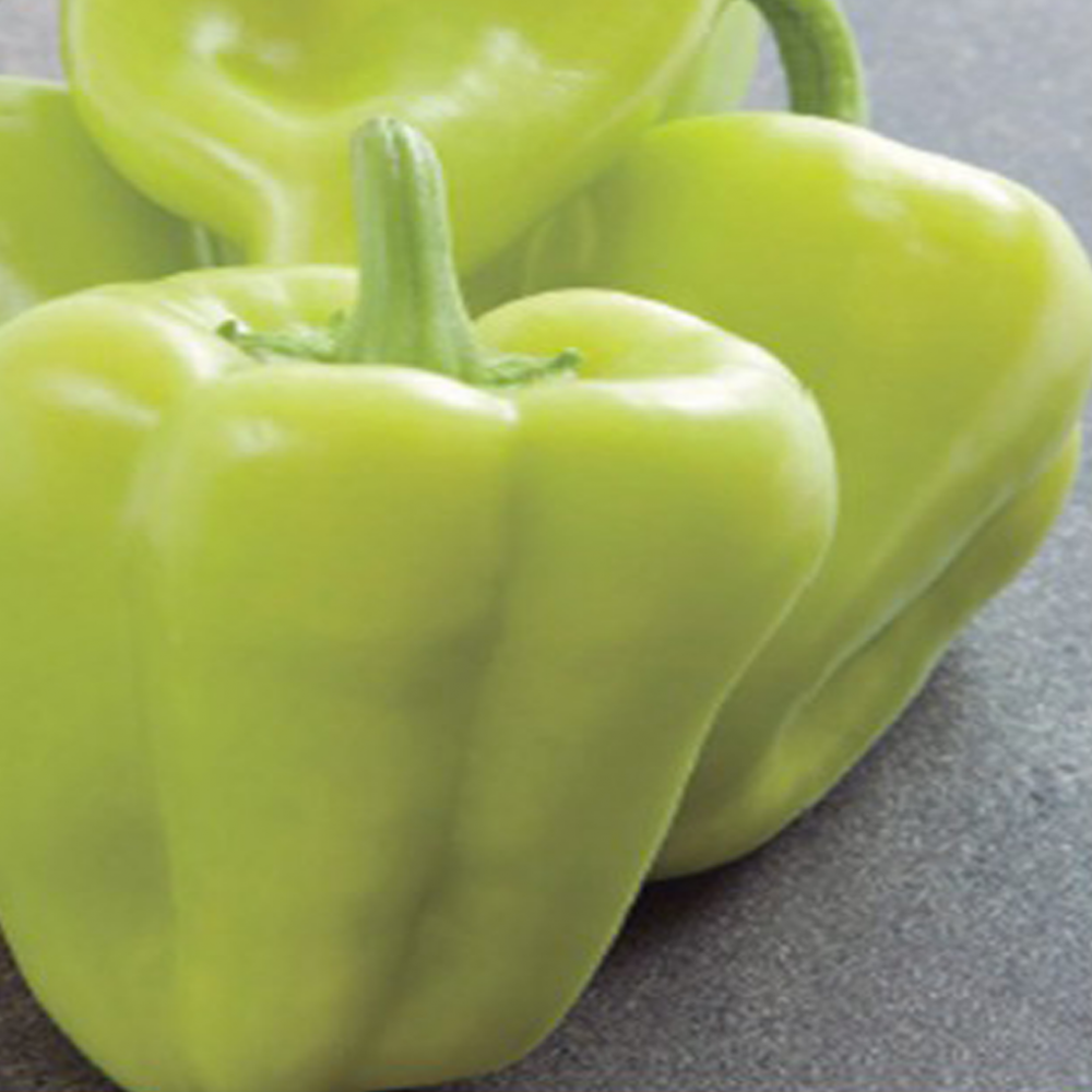 بذر فلفل سبز پیلوس بذر فلفل سبز پیلوس