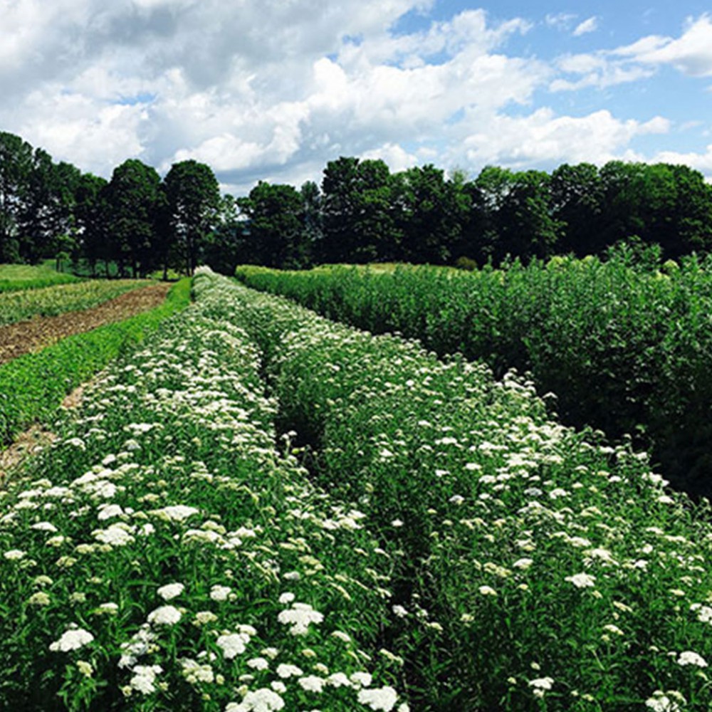 بذر بومادران سفید بذر بومادران سفید