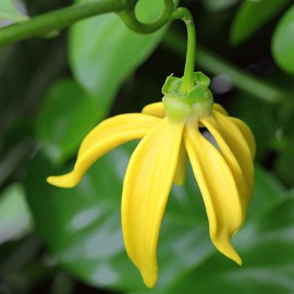 بذر درخت کانانگا یا درخت یلانگ یلانگ