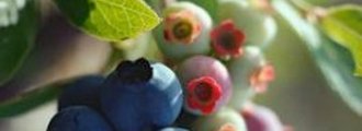 آیا بدون استفاده از حشره کش، میوه های بلوبری به کرم آلوده می‌شوند؟
