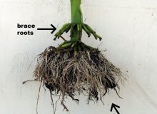 ریشه ذرت چقدر پایین می رود؟