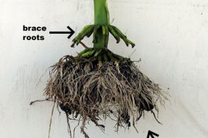 ریشه ذرت چقدر پایین می رود؟