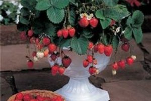 کاشت توت فرنگی در خانه