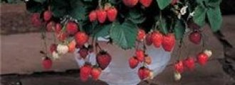 کاشت توت فرنگی در خانه