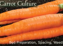 4 نکته کلیدی در کاشت و پرورش هویج