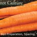 4 نکته کلیدی در کاشت و پرورش هویج