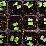 عوامل موثر در جوانه زنی بذرهای گیاهان