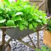 چند ایده الهام بخش برای پرورش سبزیجات در خانه