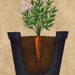 کاشت هویج در گلدان