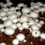 پرورش قارچ در خانه