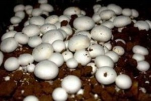 پرورش قارچ در خانه